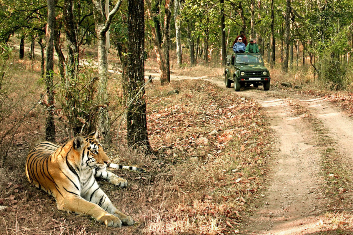 Bandhavgarh-National-Park-Safaris