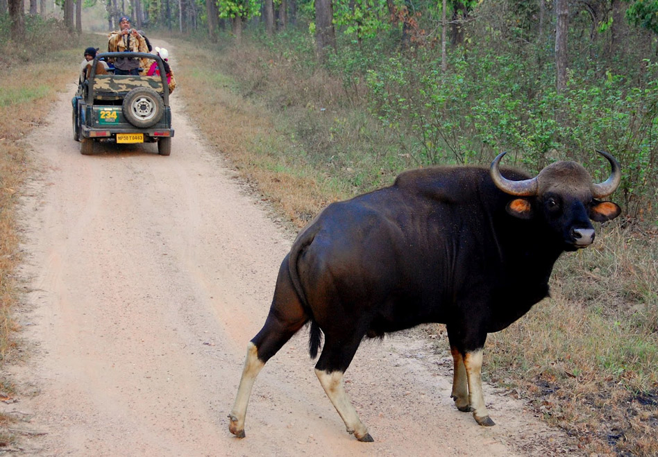 Indian-bison-kanha