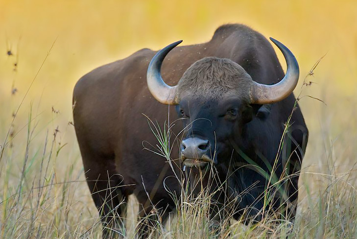 Kanha-National-Park