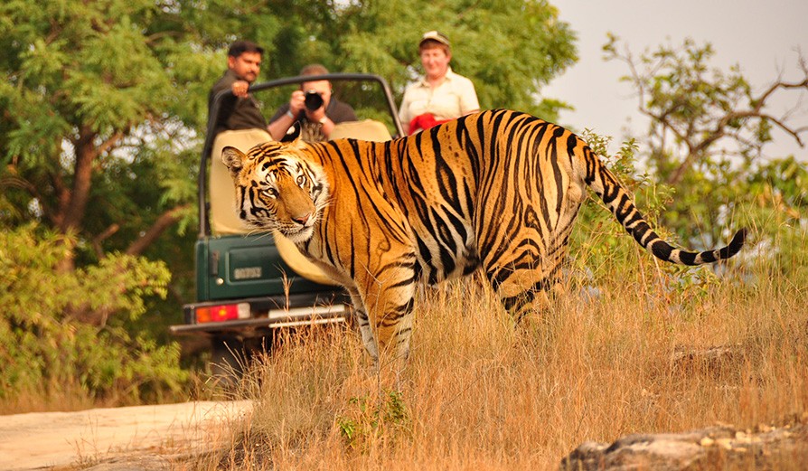 Kanha-National-Park