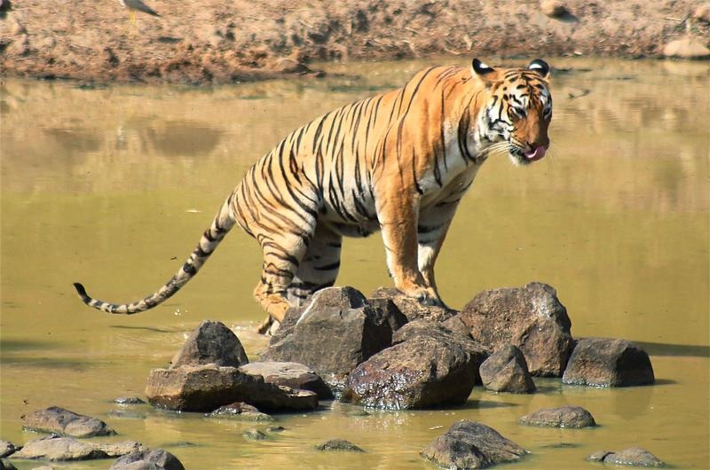 Royal Bengal Tiger at Tadoba Andhari Tiger Reserve