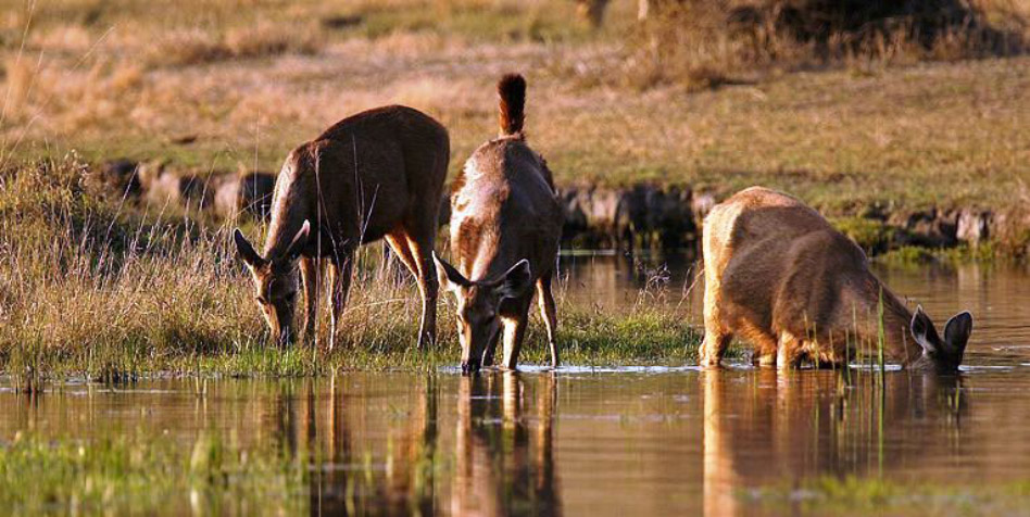 Pench-National-Park