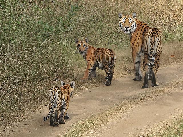 Pench-National-Park