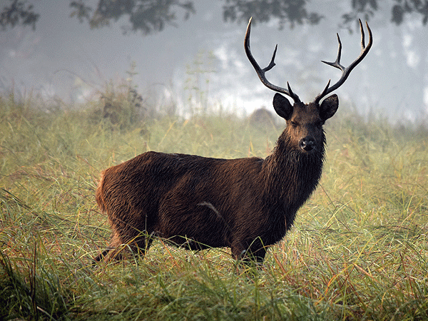 swamp-deer